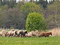 P5037022Weideaustrieb-Islandhengste.JPG