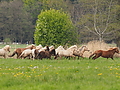 P5037026Weideaustrieb-Islandhengste.JPG