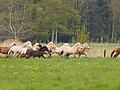 P5037028Weideaustrieb-Islandhengste.JPG