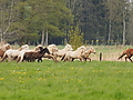 P5037029Weideaustrieb-Islandhengste.JPG