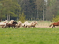 P5037031Weideaustrieb-Islandhengste.JPG