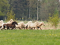 P5037034Weideaustrieb-Islandhengste.JPG