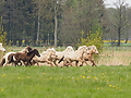 P5037037Weideaustrieb-Islandhengste.JPG