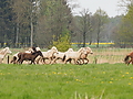 P5037040Weideaustrieb-Islandhengste.JPG