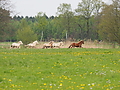 P5037041Weideaustrieb-Islandhengste.JPG