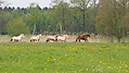 P5037044Weideaustrieb-Islandhengste.JPG