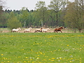 P5037045Weideaustrieb-Islandhengste.JPG