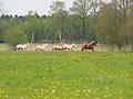 P5037046Weideaustrieb-Islandhengste.JPG