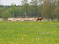 P5037047Weideaustrieb-Islandhengste.JPG