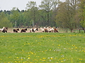 P5037049Weideaustrieb-Islandhengste.JPG