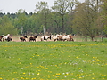 P5037050Weideaustrieb-Islandhengste.JPG