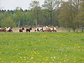 P5037052Weideaustrieb-Islandhengste.JPG