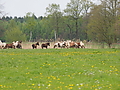 P5037053Weideaustrieb-Islandhengste.JPG