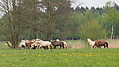 P5037061Weideaustrieb-Islandhengste.JPG