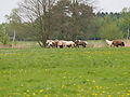 P5037063Weideaustrieb-Islandhengste.JPG