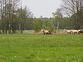 P5037066Weideaustrieb-Islandhengste.JPG