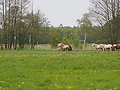 P5037068Weideaustrieb-Islandhengste.JPG