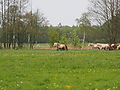 P5037070Weideaustrieb-Islandhengste.JPG