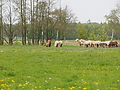 P5037072Weideaustrieb-Islandhengste.JPG