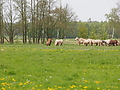 P5037073Weideaustrieb-Islandhengste.JPG