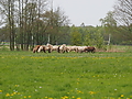 P5037074Weideaustrieb-Islandhengste.JPG