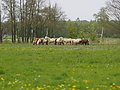 P5037075Weideaustrieb-Islandhengste.JPG