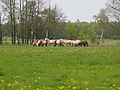 P5037076Weideaustrieb-Islandhengste.JPG