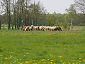 P5037077Weideaustrieb-Islandhengste.JPG