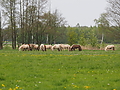 P5037078Weideaustrieb-Islandhengste.JPG