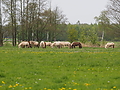 P5037079Weideaustrieb-Islandhengste.JPG