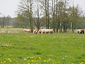 P5037082Weideaustrieb-Islandhengste.JPG