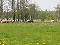 P5037084Weideaustrieb-Islandhengste.JPG