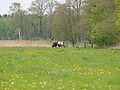 P5037086Weideaustrieb-Islandhengste.JPG