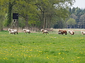 P5037092Weideaustrieb-Islandhengste.JPG