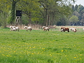 P5037093Weideaustrieb-Islandhengste.JPG