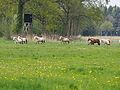 P5037094Weideaustrieb-Islandhengste.JPG