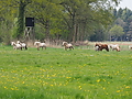 P5037095Weideaustrieb-Islandhengste.JPG