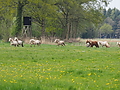 P5037096Weideaustrieb-Islandhengste.JPG