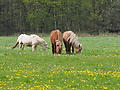 P5037121Weideaustrieb-Islandhengste.JPG