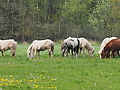 P5037124Weideaustrieb-Islandhengste.JPG