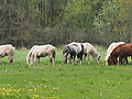 P5037125Weideaustrieb-Islandhengste.JPG