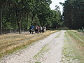 P9110030-Heidebluetenritt.JPG