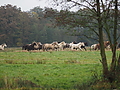 PB060023-Stuten-Weideumtrieb.JPG