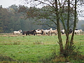 PB060026-Stuten-Weideumtrieb.JPG