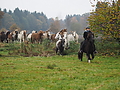 PB060033-Stuten-Weideumtrieb.JPG