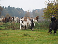 PB060038-Stuten-Weideumtrieb.JPG