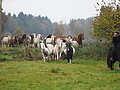 PB060039-Stuten-Weideumtrieb.JPG