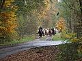 PB060138-Stuten-Weideumtrieb.JPG