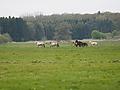 Weideaustrieb-2016-4300313.jpg