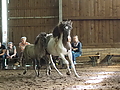 P7181051-Fohlen-Chippen.JPG